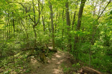 Güzel bir bahar sabahı Warren Dunes Eyalet Parkı 'nda yürüyüş parkı..