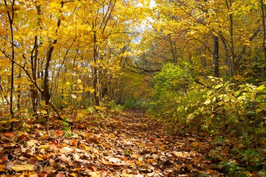 Oglesby, Illinois, ABD 'de güneşli bir sonbahar gününde ormanın içinden geçen patika..