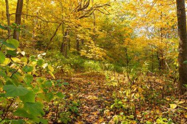 Oglesby, Illinois, ABD 'de güneşli bir sonbahar gününde ormanın içinden geçen patika..