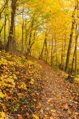 ABD 'nin Illinois eyaletindeki Starved Rock State Park' taki Bluff Trail 'de sonbahar manzarası.