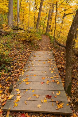 ABD 'nin Illinois eyaletindeki Starved Rock State Park' taki Bluff Trail 'de sonbahar manzarası.