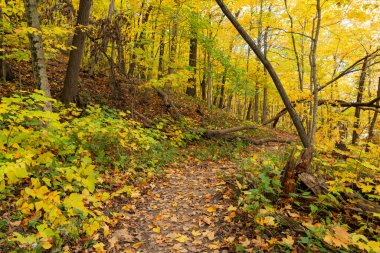 ABD 'nin Illinois eyaletindeki Starved Rock State Park' taki Bluff Trail 'de sonbahar manzarası.