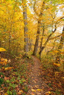 ABD 'nin Illinois eyaletindeki Starved Rock State Park' taki Bluff Trail 'de sonbahar manzarası.