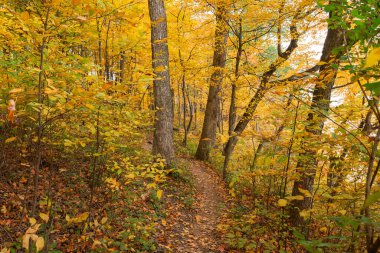 ABD 'nin Illinois eyaletindeki Starved Rock State Park' taki Bluff Trail 'de sonbahar manzarası.