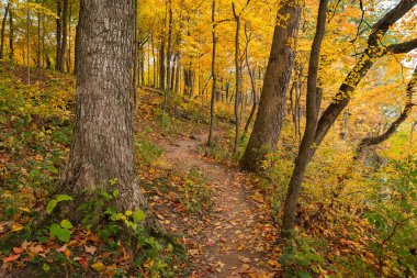 ABD 'nin Illinois eyaletindeki Starved Rock State Park' taki Bluff Trail 'de sonbahar manzarası.