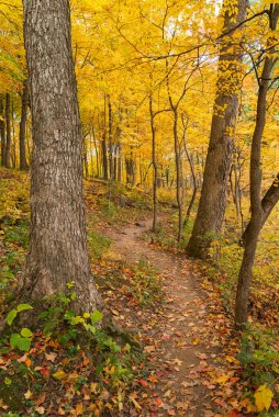 ABD 'nin Illinois eyaletindeki Starved Rock State Park' taki Bluff Trail 'de sonbahar manzarası.