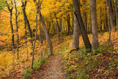 ABD 'nin Illinois eyaletindeki Starved Rock State Park' taki Bluff Trail 'de sonbahar manzarası.