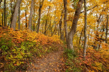 ABD 'nin Illinois eyaletindeki Starved Rock State Park' taki Bluff Trail 'de sonbahar manzarası.