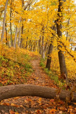 ABD 'nin Illinois eyaletindeki Starved Rock State Park' taki Bluff Trail 'de sonbahar manzarası.