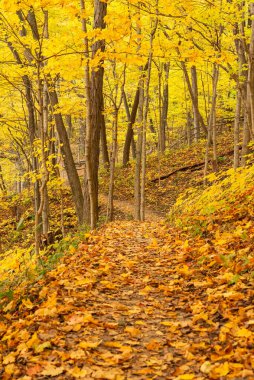 ABD 'nin Illinois eyaletindeki Starved Rock State Park' taki Bluff Trail 'de sonbahar manzarası.