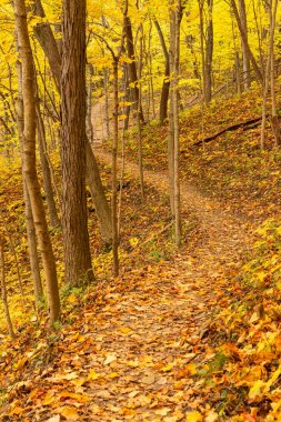 ABD 'nin Illinois eyaletindeki Starved Rock State Park' taki Bluff Trail 'de sonbahar manzarası.