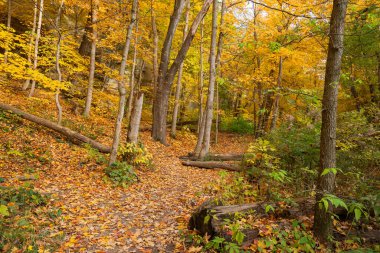 Illinois Kanyonu 'nda sonbahar manzarası. Amerika Birleşik Devletleri' nin Illinois eyaletindeki Starved Rock State Park 'ta..