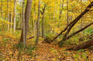 Illinois Kanyonu 'nda sonbahar manzarası. Amerika Birleşik Devletleri' nin Illinois eyaletindeki Starved Rock State Park 'ta..