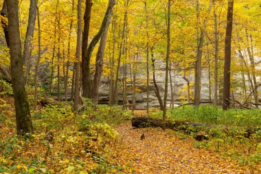 Illinois Kanyonu 'nda sonbahar manzarası. Amerika Birleşik Devletleri' nin Illinois eyaletindeki Starved Rock State Park 'ta..