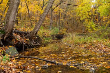 Bulutlu Sonbahar sabahı ormanda. LaSalle County, Illinois, ABD.