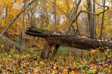 Bulutlu Sonbahar sabahı ormanda. LaSalle County, Illinois, ABD.