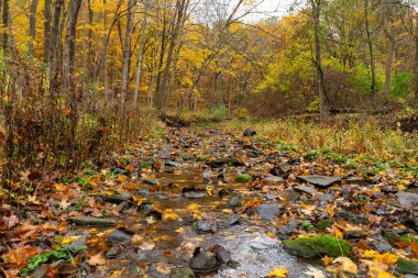 Bulutlu Sonbahar sabahı ormanda. LaSalle County, Illinois, ABD.