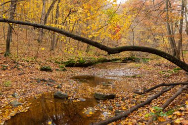 Bulutlu Sonbahar sabahı ormanda. LaSalle County, Illinois, ABD.