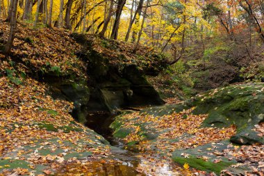 Bulutlu Sonbahar sabahı ormanda. LaSalle County, Illinois, ABD.