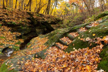 Bulutlu Sonbahar sabahı ormanda. LaSalle County, Illinois, ABD.