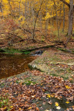 Bulutlu Sonbahar sabahı ormanda. LaSalle County, Illinois, ABD.