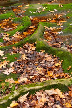 Bulutlu Sonbahar sabahı ormanda. LaSalle County, Illinois, ABD.