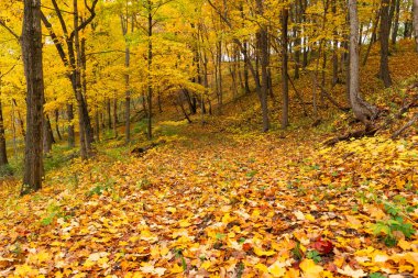 Bulutlu Sonbahar sabahı ormanda. LaSalle County, Illinois, ABD.