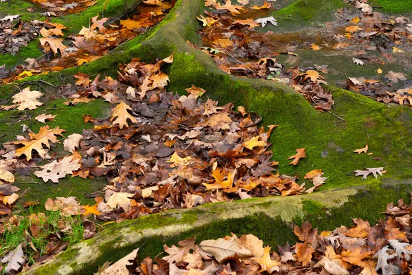 Bulutlu Sonbahar sabahı ormanda. LaSalle County, Illinois, ABD.