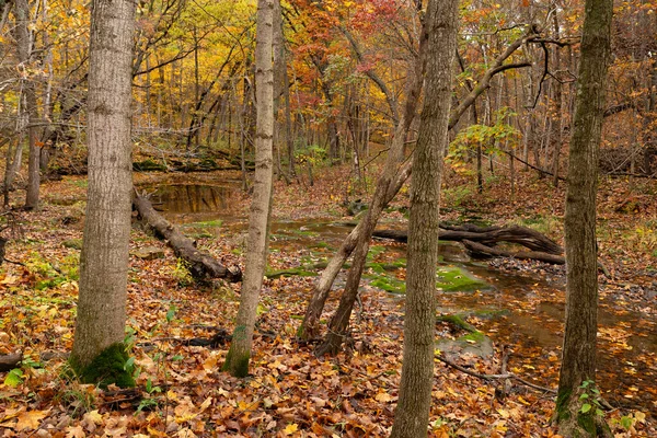 Bulutlu Sonbahar sabahı ormanda. LaSalle County, Illinois, ABD.