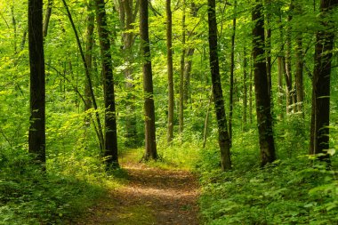Minooka, Illinois, ABD 'deki Baker Ormanı Koruma Alanı' nda yürüyüş rotası..