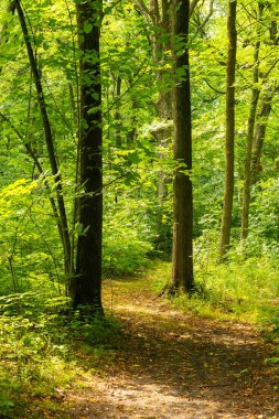 Minooka, Illinois, ABD 'deki Baker Ormanı Koruma Alanı' nda yürüyüş rotası..