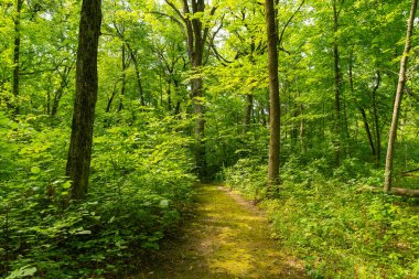Minooka, Illinois, ABD 'deki Baker Ormanı Koruma Alanı' nda yürüyüş rotası..