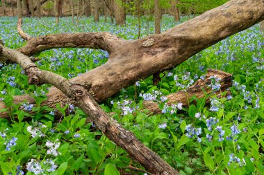 Illinois Canyon 'da ilkbahar çan çiçekleri Açlık Taşı Parkı, Illinois, ABD.