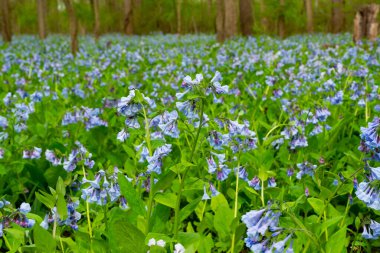 Spring bluebells in Illinois Canyon at Starved Rock State Park, Illinois, USA. clipart