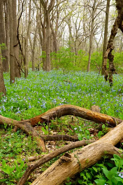 Illinois Canyon 'da ilkbahar çan çiçekleri Açlık Taşı Parkı, Illinois, ABD.