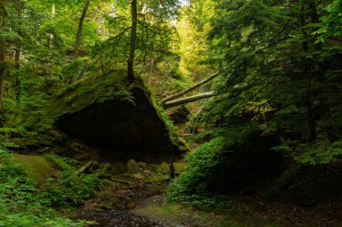 Indiana, ABD 'deki Türkiye Run State Park' ta 3 numaralı patika boyunca güzel manzara.