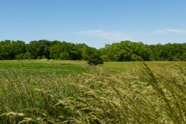 Lisle, Illinois, ABD 'deki Morton botanik bahçesindeki yürüyüş yolu boyunca bahar manzarası.