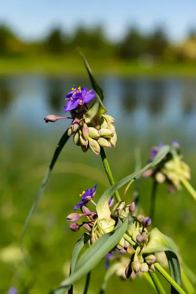 stock image Beautiful Spring blossoms and vibrant green grass by Meadow Lake at The Morton Arboretum in Lisle, Illinois, USA.