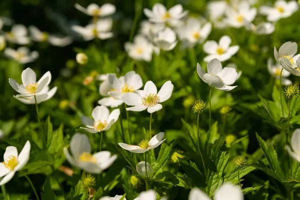 stock image Beautiful Spring flowers at The Morton Arboretum in Lisle, Illinois, USA.