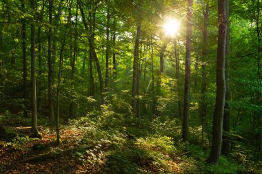 Türkiye Run State Park, Indiana, ABD 'deki ağaçların arasından güneşin parladığı güzel bahar manzarası.
