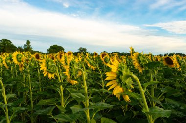 Beautiful blooming sunflowers in the afternoon light at Matthiessen State Park, Illinois, USA. clipart