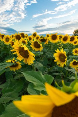 Beautiful blooming sunflowers in the afternoon light at Matthiessen State Park, Illinois, USA. clipart