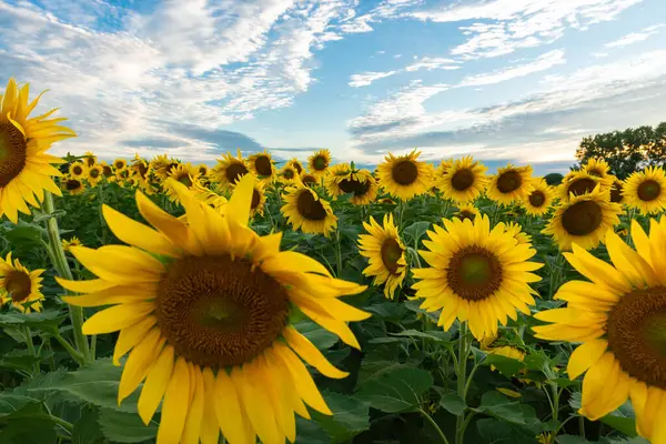 Matthiessen Eyalet Parkı, Illinois, ABD 'de öğleden sonra ışığında çiçek açan güzel ayçiçekleri..