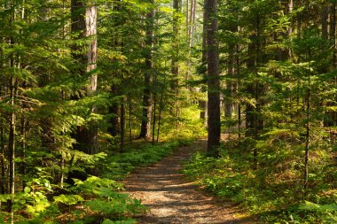 Wisconsin, ABD 'deki Amnicon Falls Eyalet Parkı' nda yürüyüş yolu..
