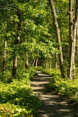 Wisconsin, ABD 'deki Pattison Eyalet Parkı' nda yürüyüş yolu..