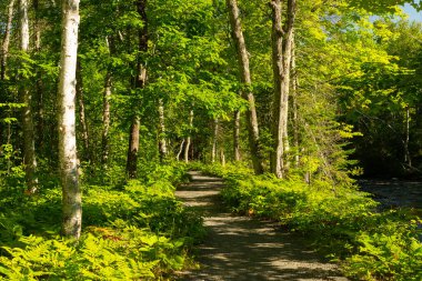 Wisconsin, ABD 'deki Pattison Eyalet Parkı' nda yürüyüş yolu..