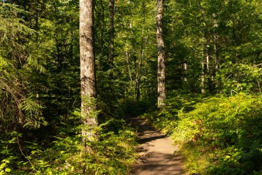 Wisconsin, ABD 'deki Pattison Eyalet Parkı' nda yürüyüş yolu..