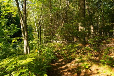 Wisconsin, ABD 'deki Pattison Eyalet Parkı' nda yürüyüş yolu..