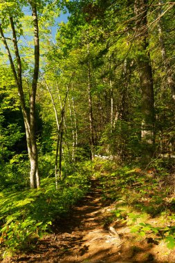 Wisconsin, ABD 'deki Pattison Eyalet Parkı' nda yürüyüş yolu..