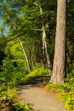 Wisconsin, ABD 'deki Pattison Eyalet Parkı' nda yürüyüş yolu..